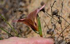 Romulea namaquensis