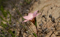Romulea namaquensis