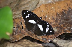 Aterica galene extensa