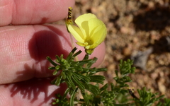 Oxalis crocea