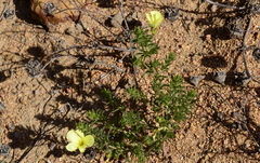 Oxalis crocea
