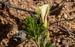 Oxalis crocea