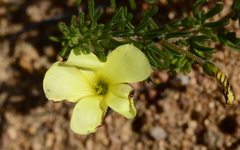 Oxalis crocea