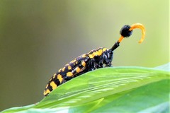 Aristobia approximator