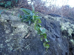 Dioscorea burchellii