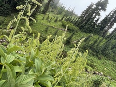 Veratrum viride eschscholtzianum