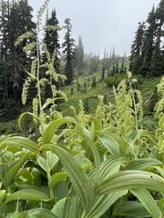 Veratrum viride eschscholtzianum