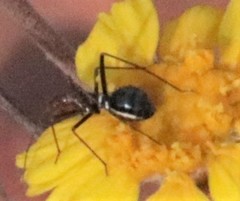 Myrmecocystus