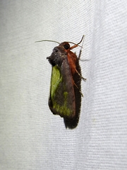 Arbostola