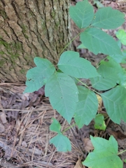 Toxicodendron radicans
