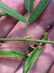 Desmodium tenuifolium