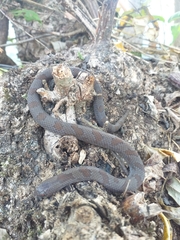 Stenorrhina degenhardtii