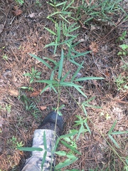 Desmodium tenuifolium