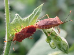 Anasa repetita