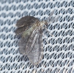 Nallachius americanus