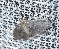 Nallachius americanus