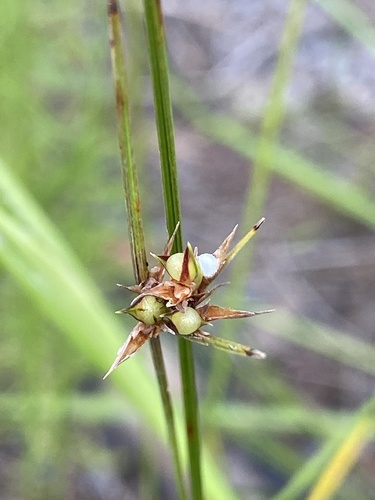 Scleria ciliata image