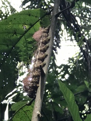 Automeris postalbida