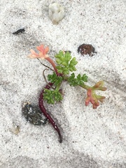 Dasispermum suffruticosum
