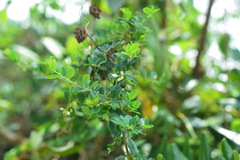 Rhamnus parvifolia