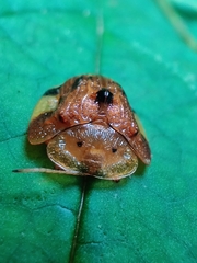 Laccoptera nepalensis