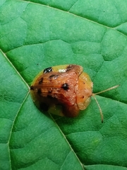 Laccoptera nepalensis