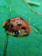 Laccoptera nepalensis