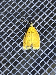 Acleris curvalana