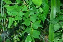 Celtis biondii