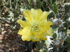 Opuntia caracassana