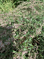 Artemisia vulgaris