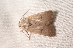 Caradrina aspersa