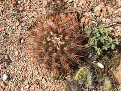 Melocactus macracanthos