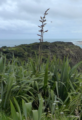 Phormium tenax
