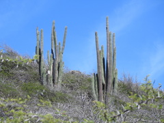 Cereus repandus