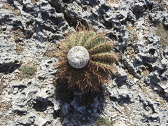 Melocactus macracanthos