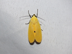 Selenarctia