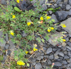 Lotus suaveolens