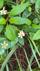 Bidens alba