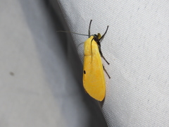 Selenarctia