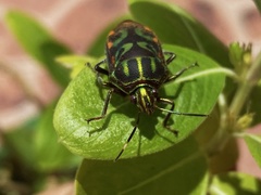 Tetrarthria variegata