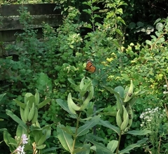 Danaus plexippus