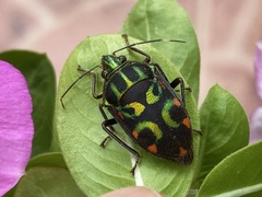 Tetrarthria variegata