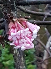 Viburnum grandiflorum
