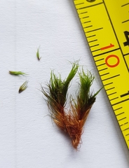 Campylopus flexuosus