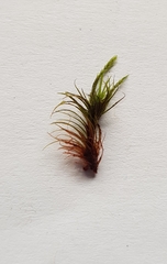 Campylopus flexuosus