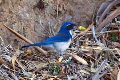 Aphelocoma insularis