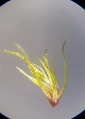 Campylopus flexuosus