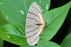 Orudiza protheclaria