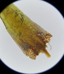 Campylopus flexuosus